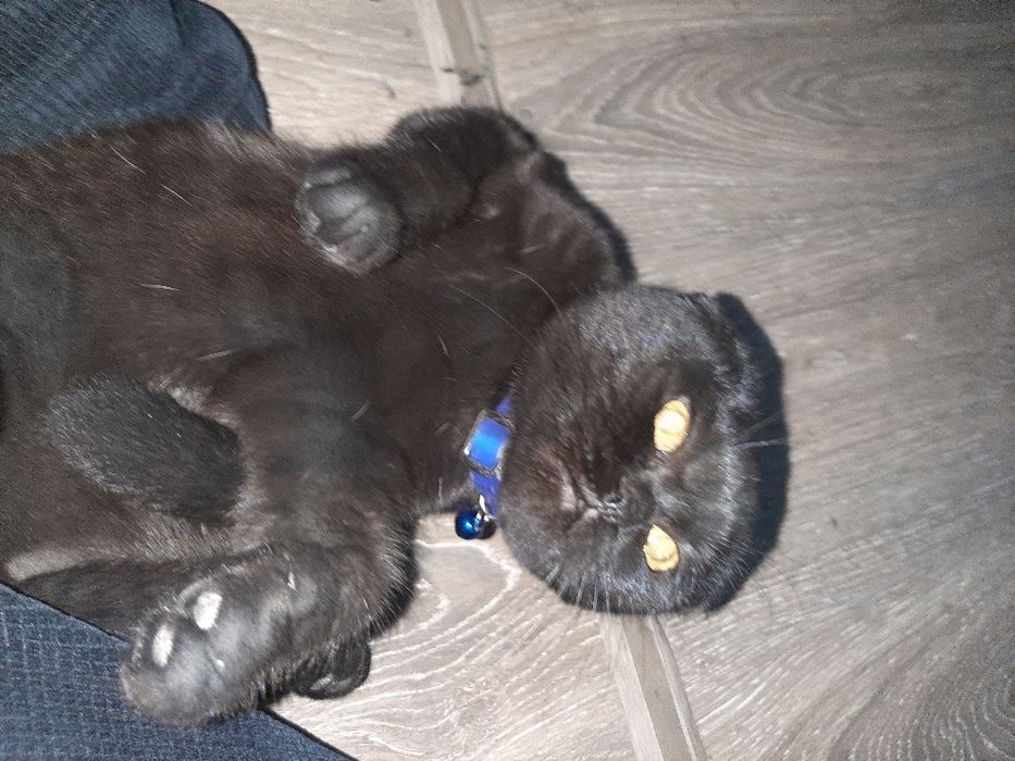 scotish fold qz bola