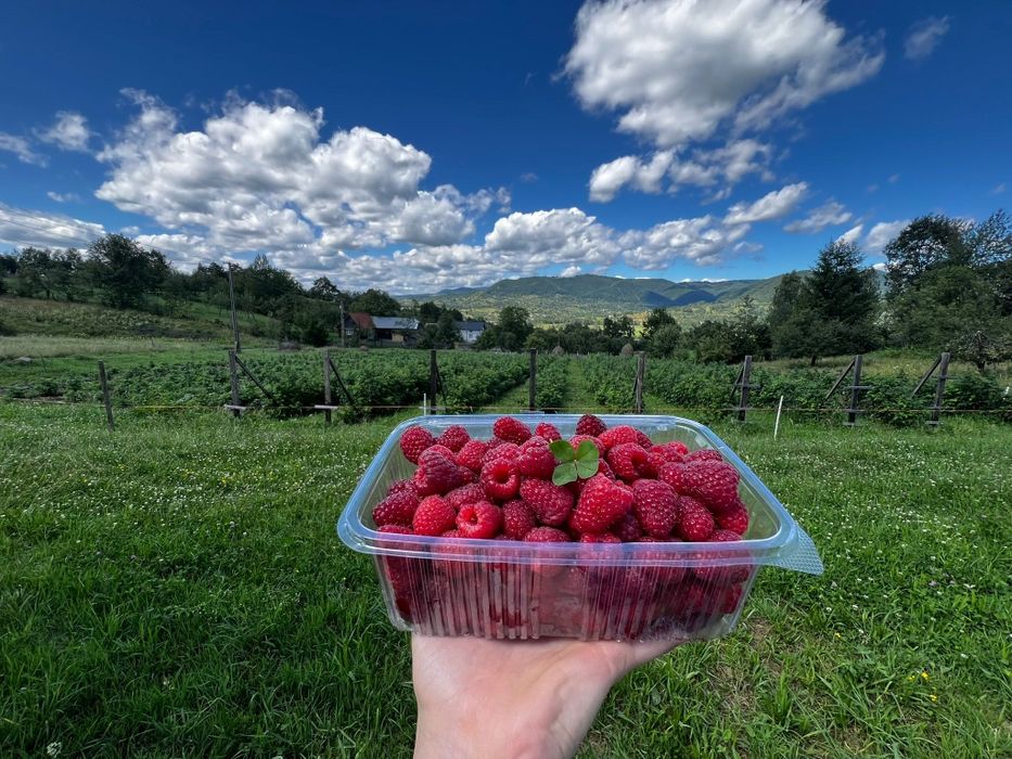 Zmeură de munte proaspătă – 30 lei/kg