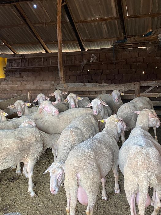 Vând berbeci lacaun