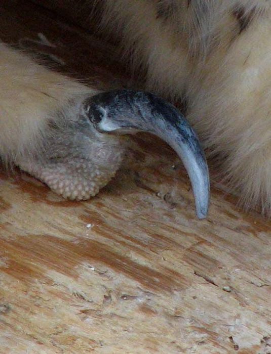 Когти филина/ сильный оберег