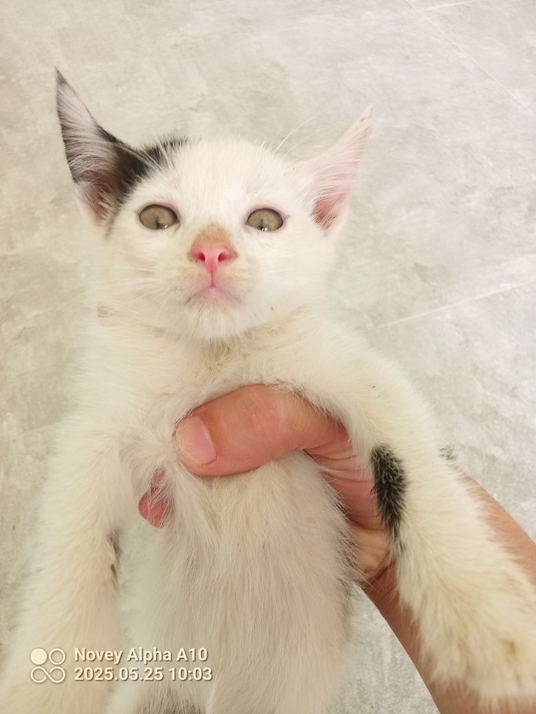 Felix parodali qiz bola mushugimiz