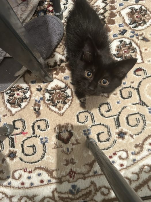 Кошка 3 месячный