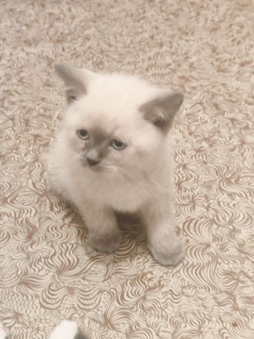 Продаются котята