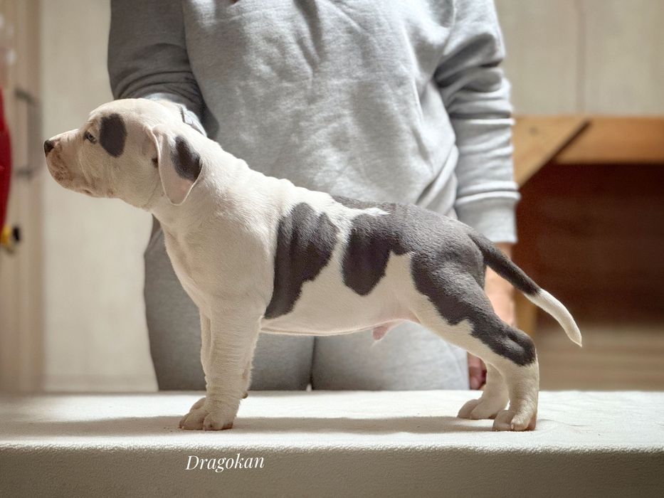 Amstaff rasă pură cu pedigree