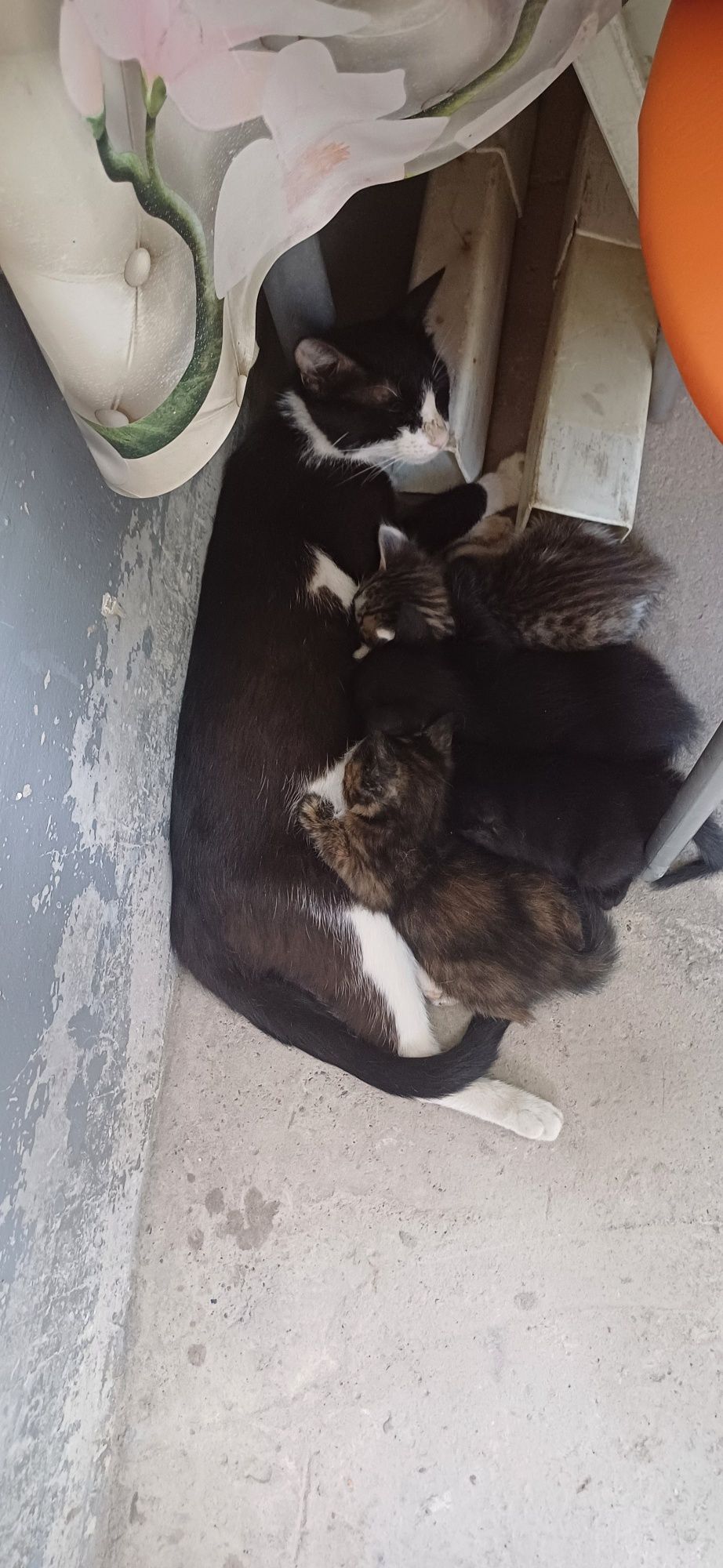 Кошка и четыре  катят
