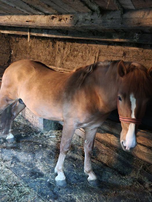 Vand sau schimb armasar 4 ani