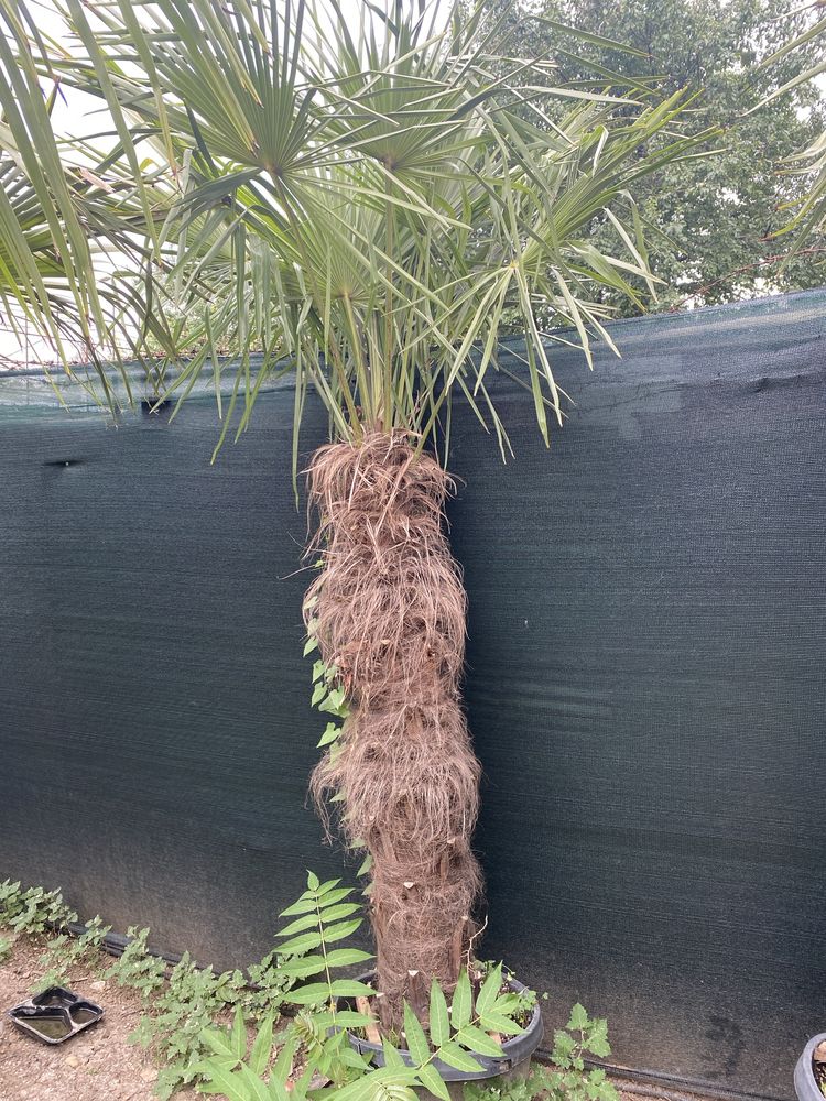 Palmieri Trachy Carpus Fortunei -19 Grade