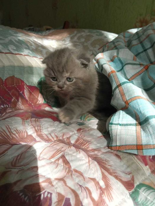 Котята Шотландской вислоухой