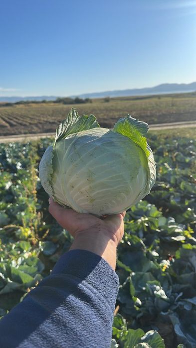 Varza Bucharest si Gintama