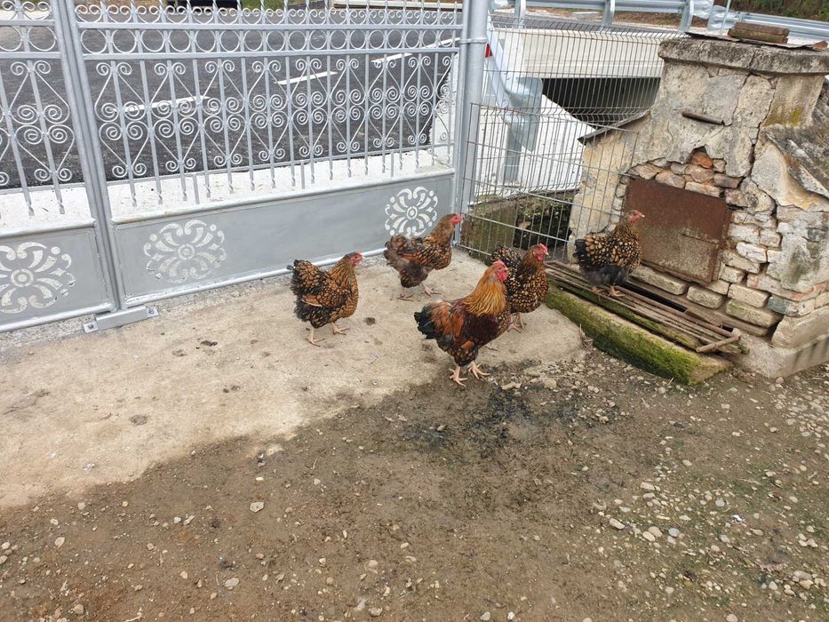 Găini și cocoși Wyandotte Gsg