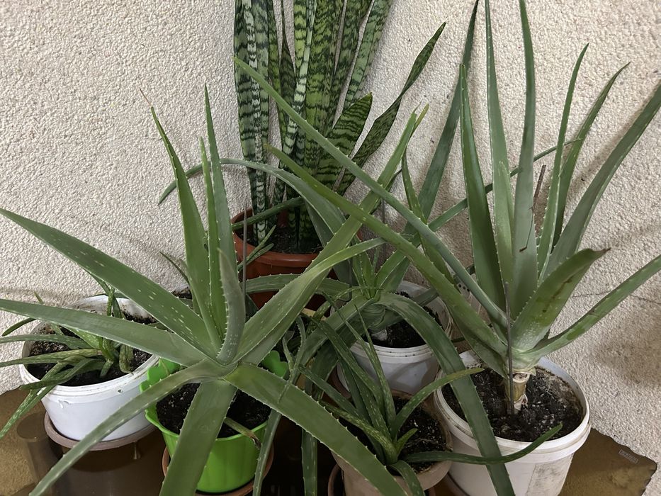 Комнатные цветы Алоэ вера