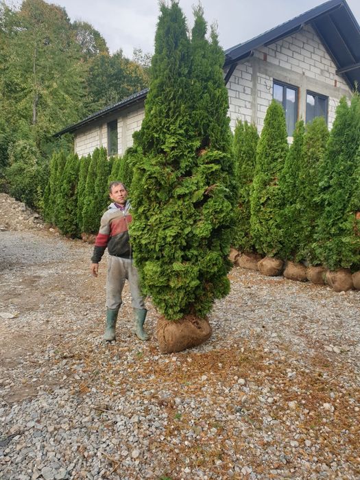 Tuia smaragd 3.5/4METRI