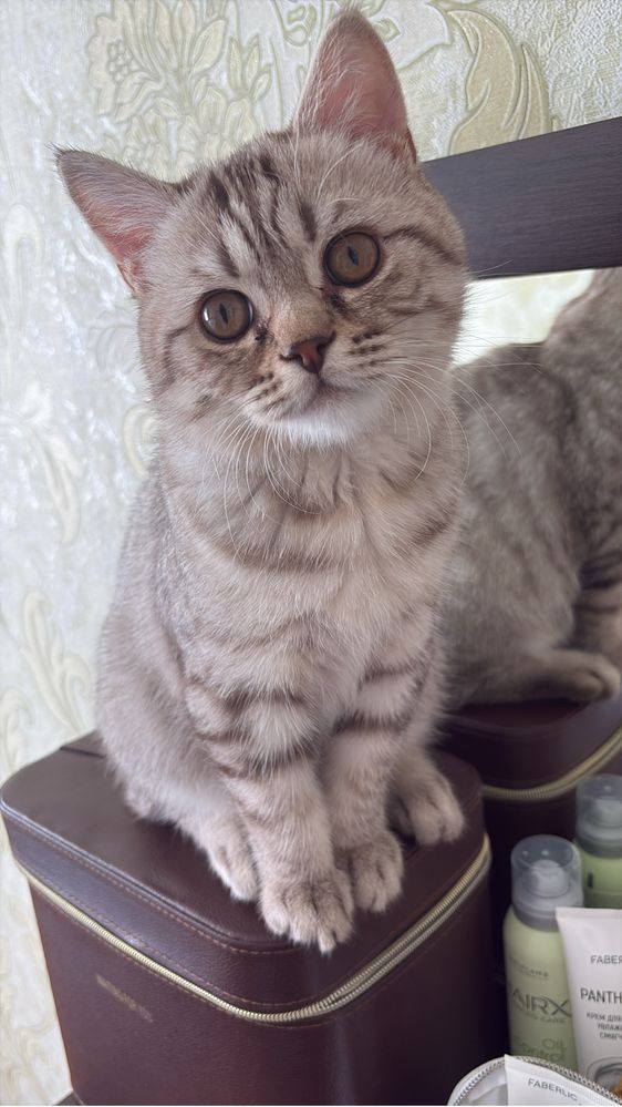 Продается котенок