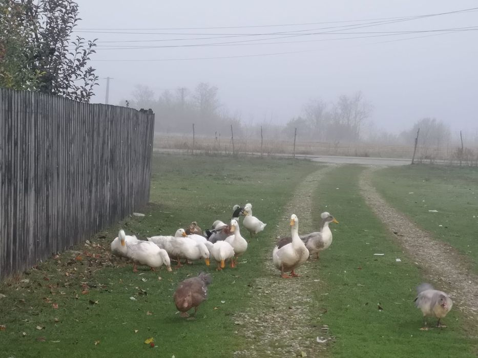 Palmipede de toate variantele