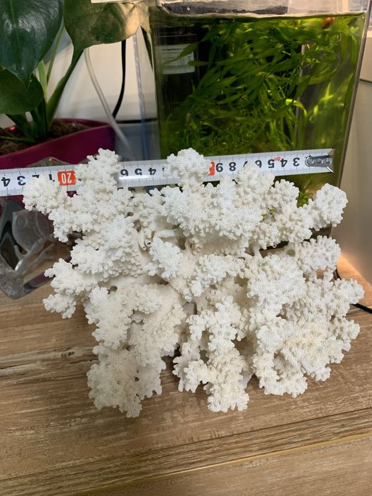 Естествен корал