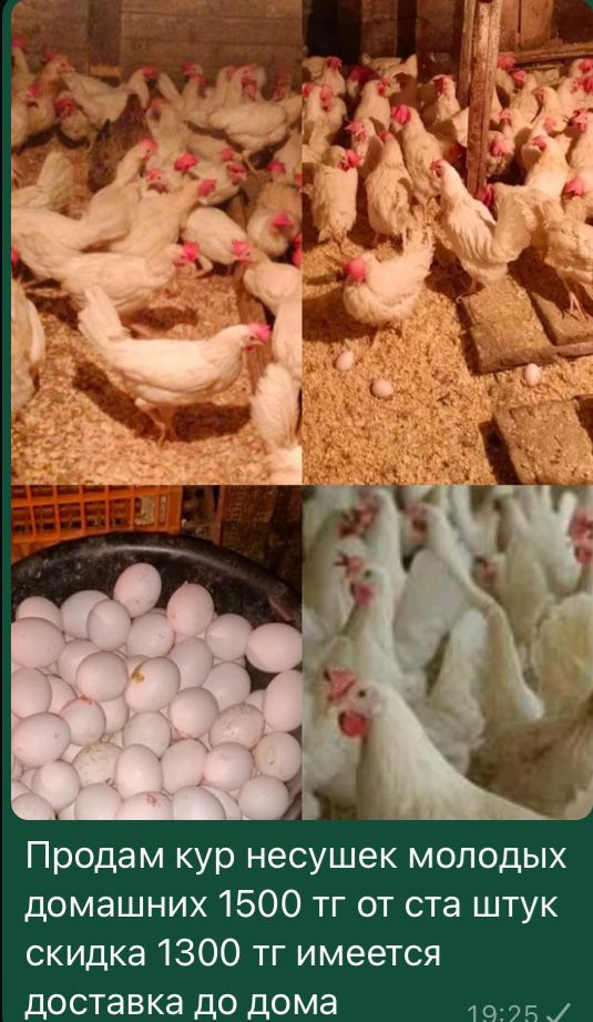 Куры несушки с доставкой