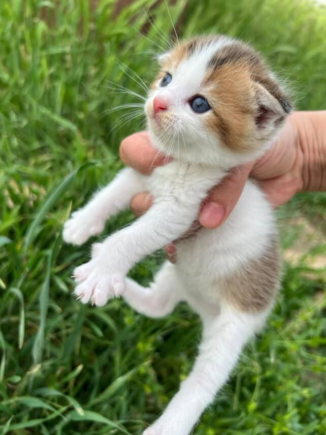 Котята веслоухие