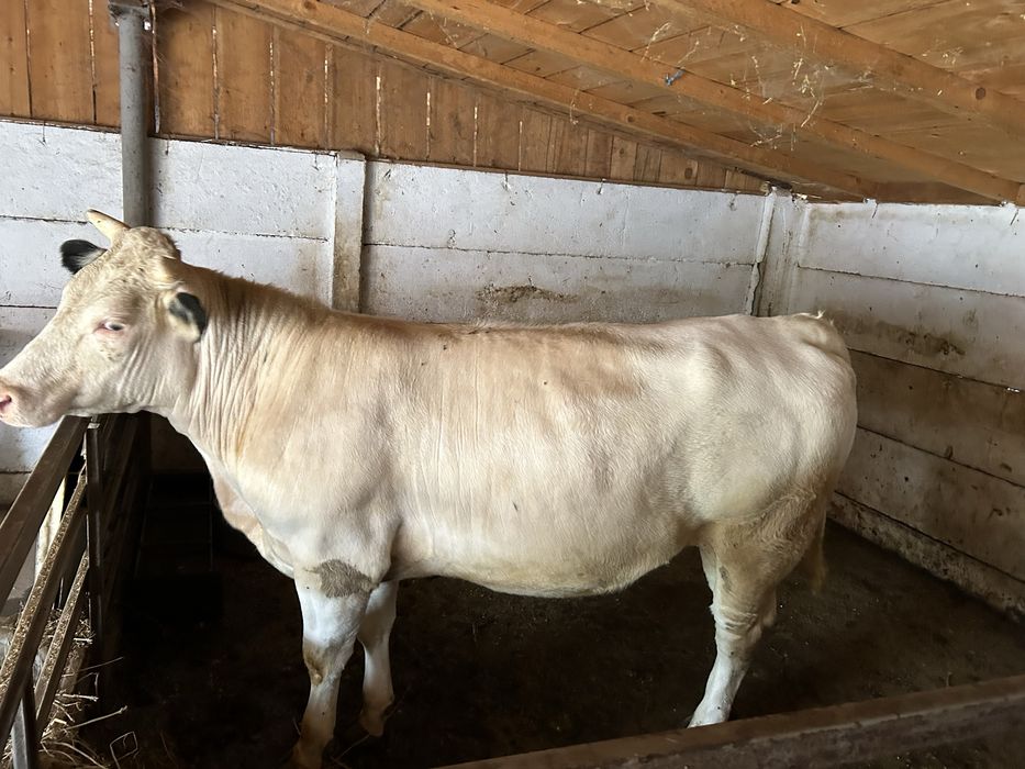 Vand vaca/junica Albastru Belgian