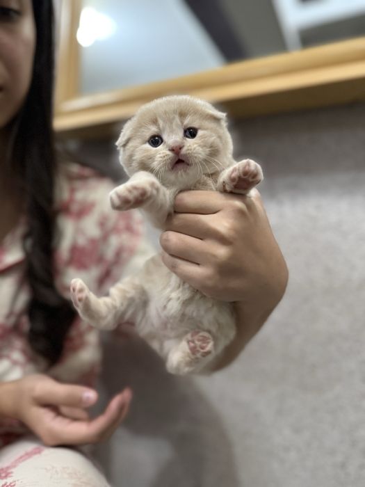Котёнок Скотиш Фолд