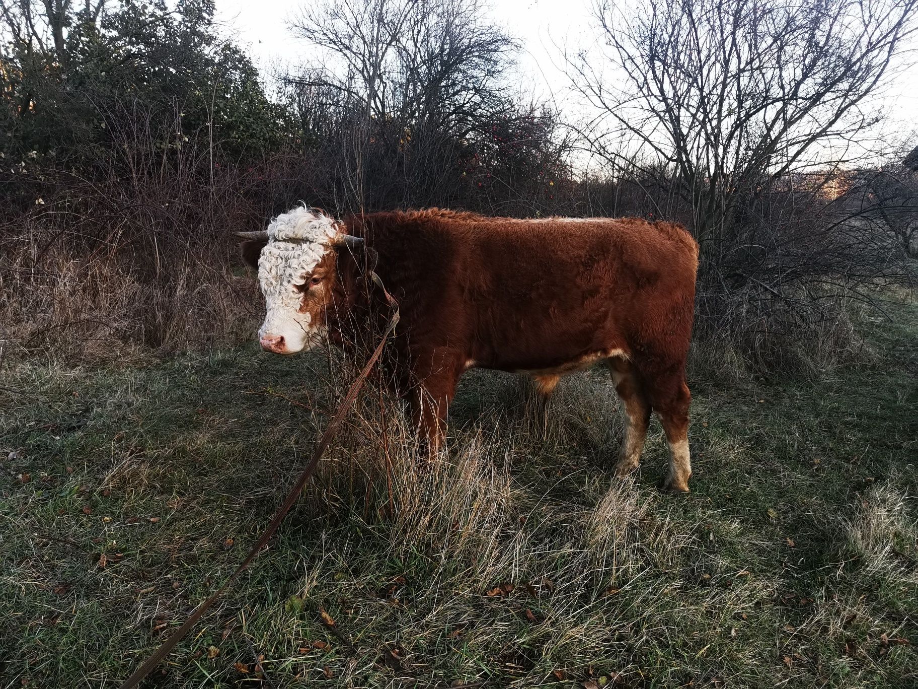 Vițel crescut în gospodărie