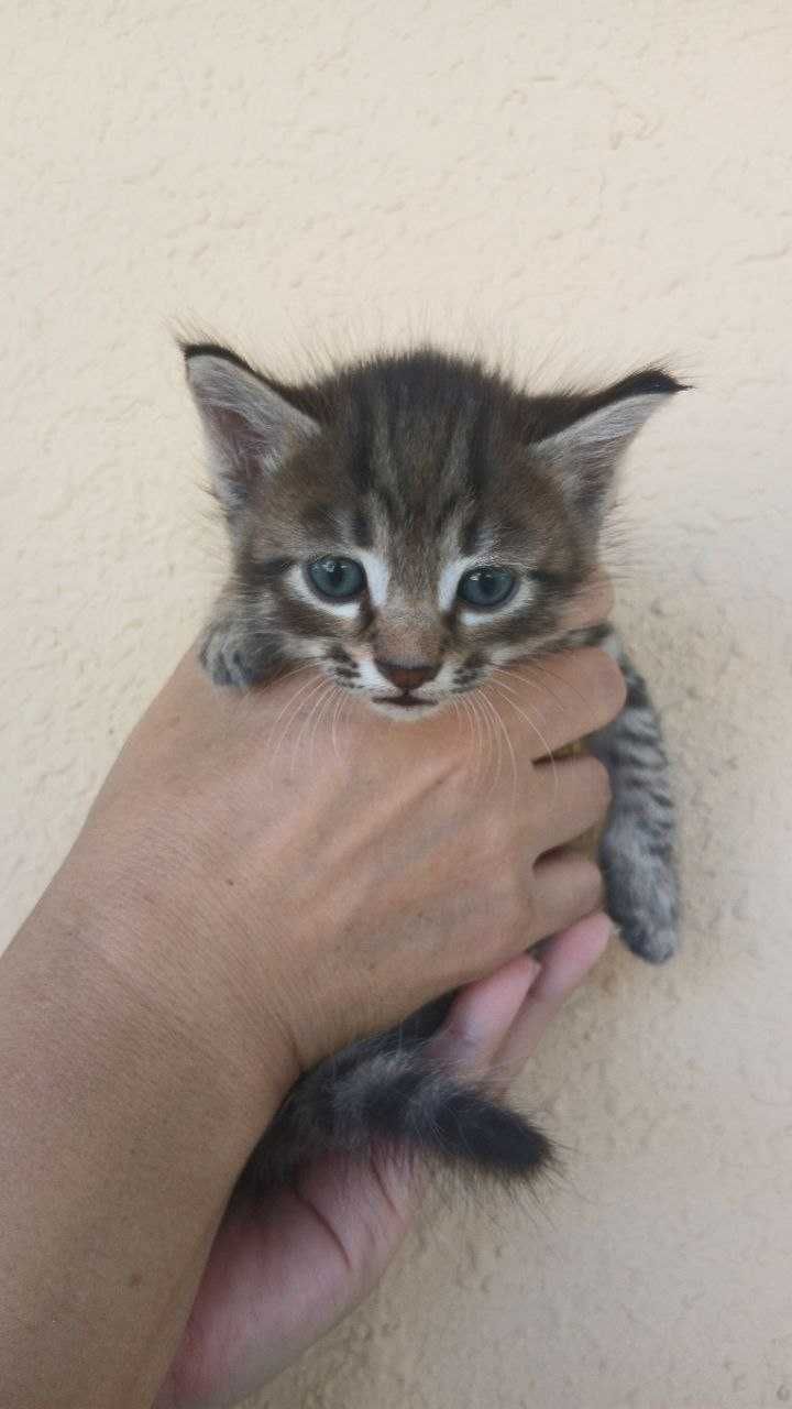Отдаем котят в хорошие руки