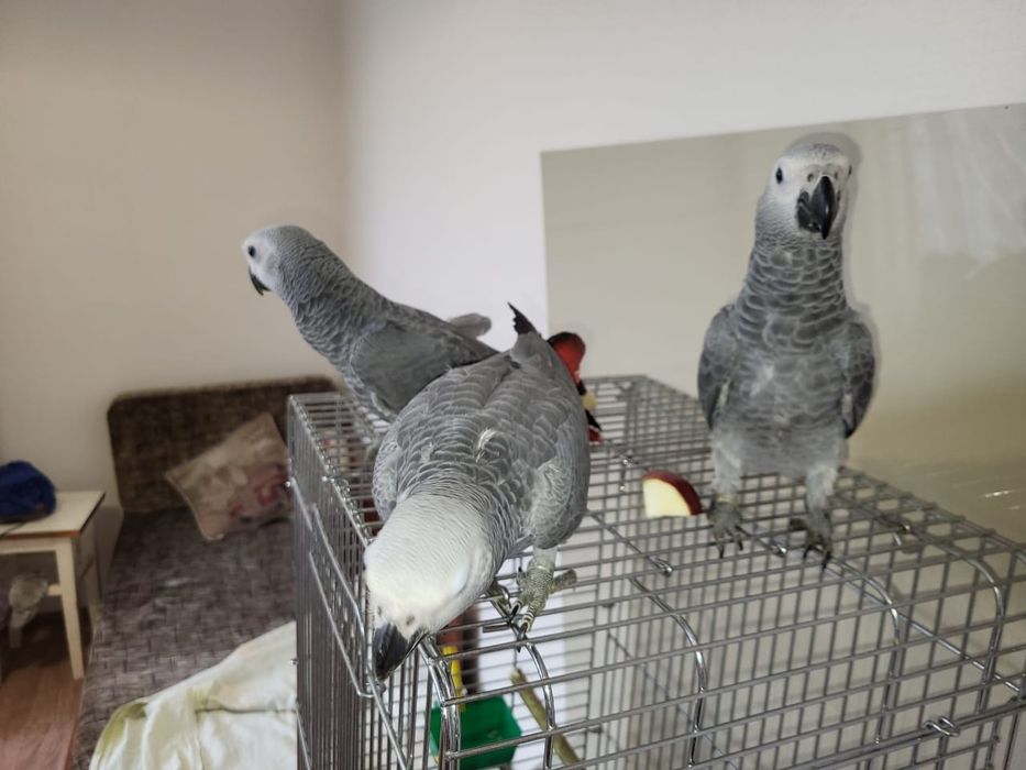 Попугай  краснохвостый жако