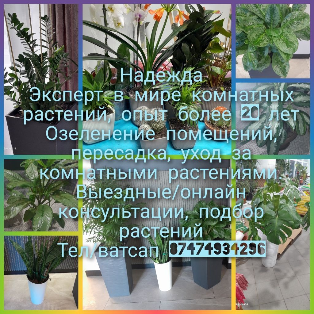Пересадка/уход за комнатными растениями