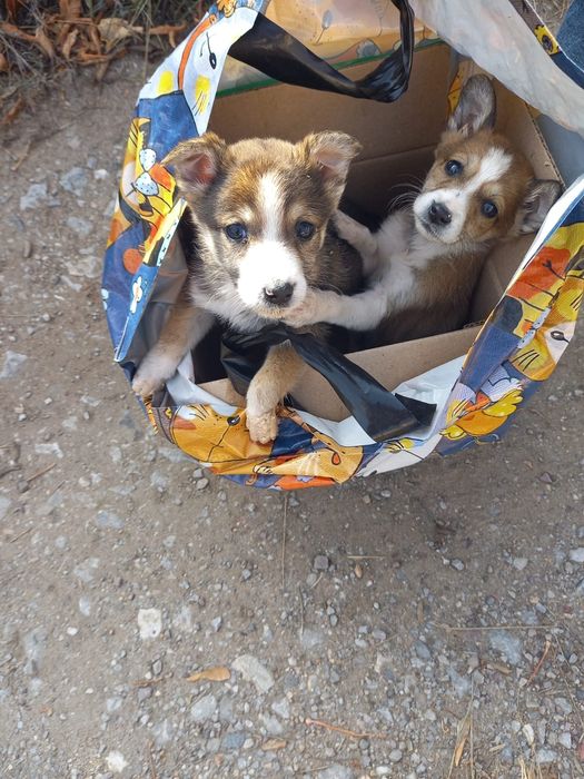 Ищем дом двум малышам