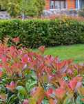 Фотиния Photinia 5.50лв ПРОМО