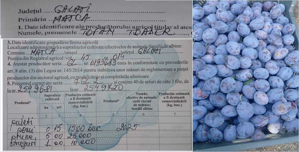 Muscat de Hamburg, Prune Stanley si Eduard de vanzare calitate super