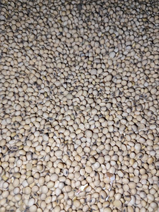 Vând soia producție 2025