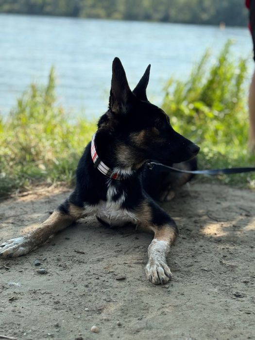 Собачка, помесь дворняги и овчарки