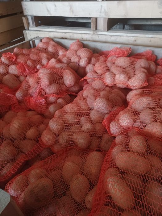 Cartofi consum ambalați la 10 kg, cantitate mare