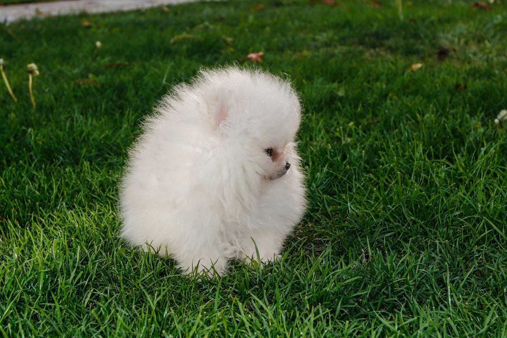 Померани  от родословни родители - момче