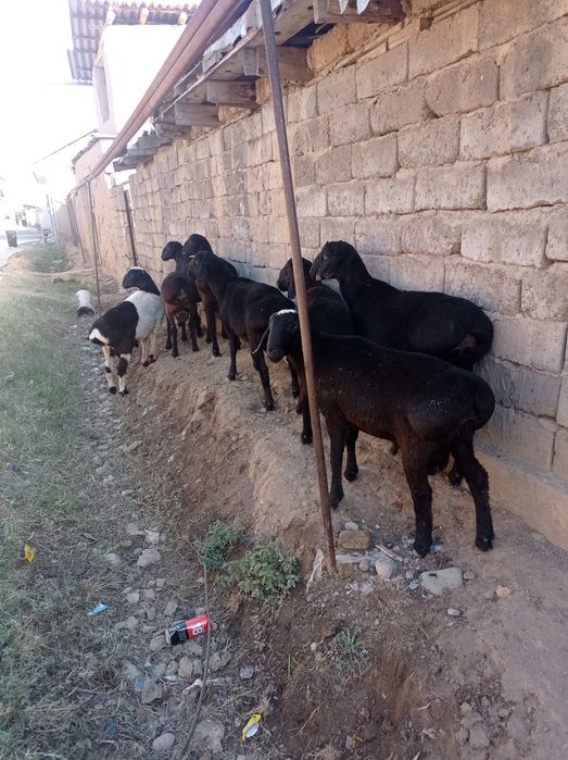 Qoylar sotiladi qochqor