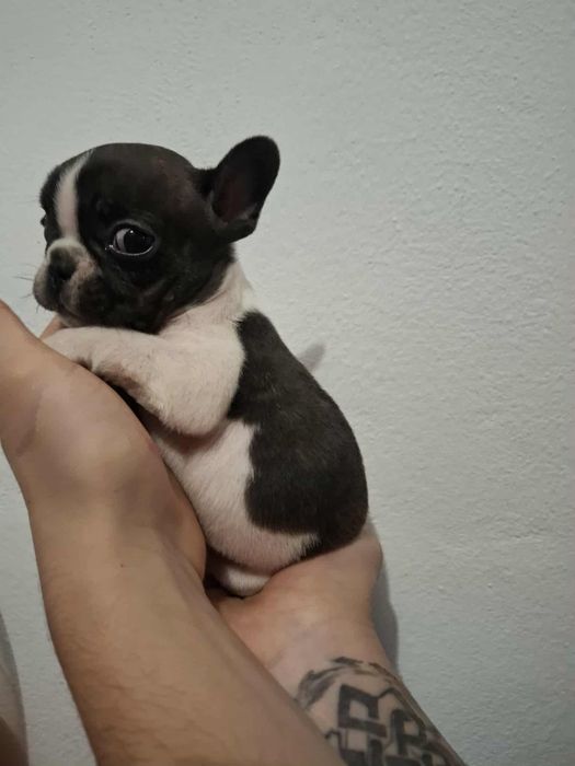 Plușuri vi Bulldog Francez