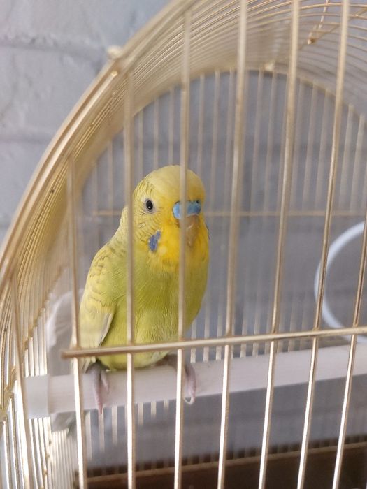 Продам   попугая