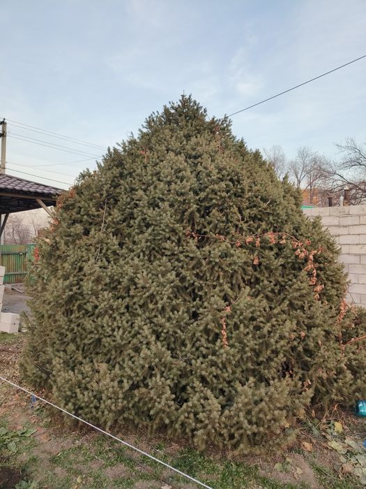 Ёль Семенная колючая (picea pungens) СРОЧНО