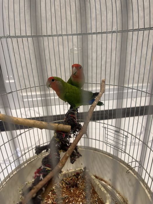 Попугаи неразлучки