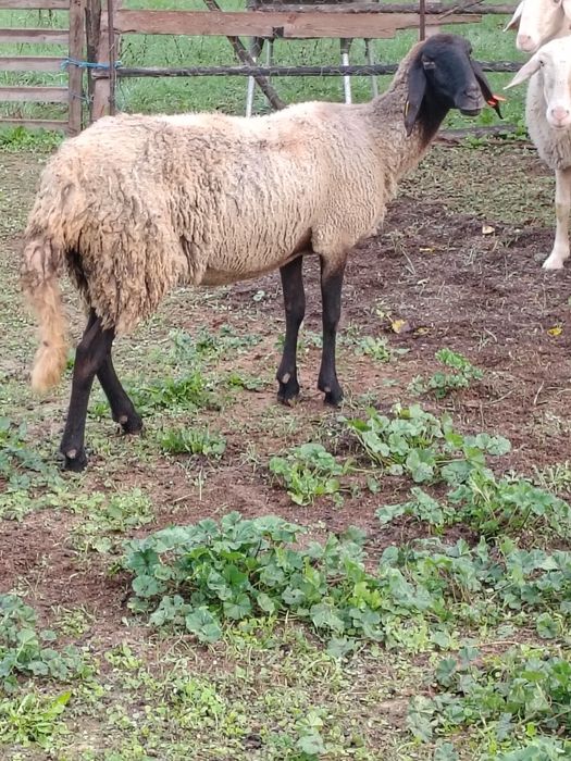 овце за месо и коч