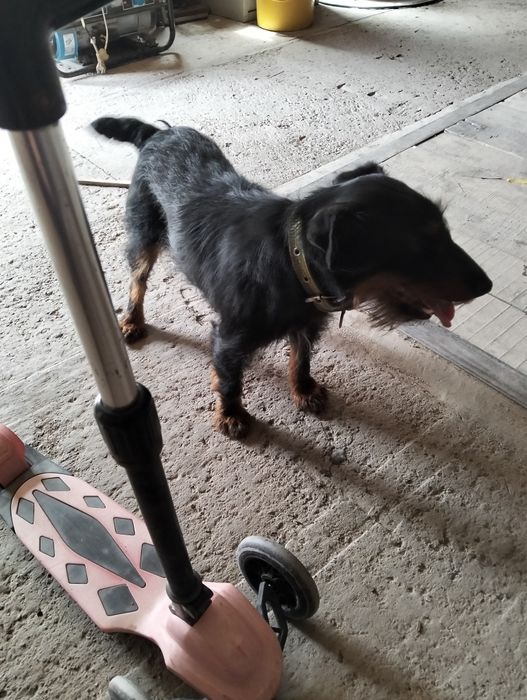 Ягдтеръер продам