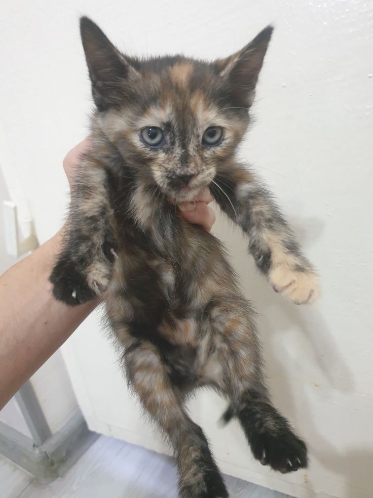 Котята в самые добрые руки