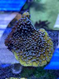 Corali acvariu marin