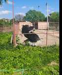 Schimb   sau Vând Familie de struți vârstă 2 ani