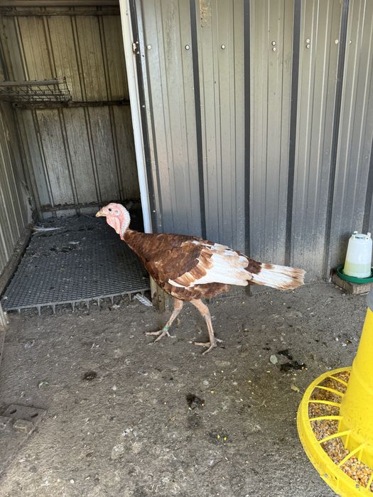 Curcan Red Bourbon 2025