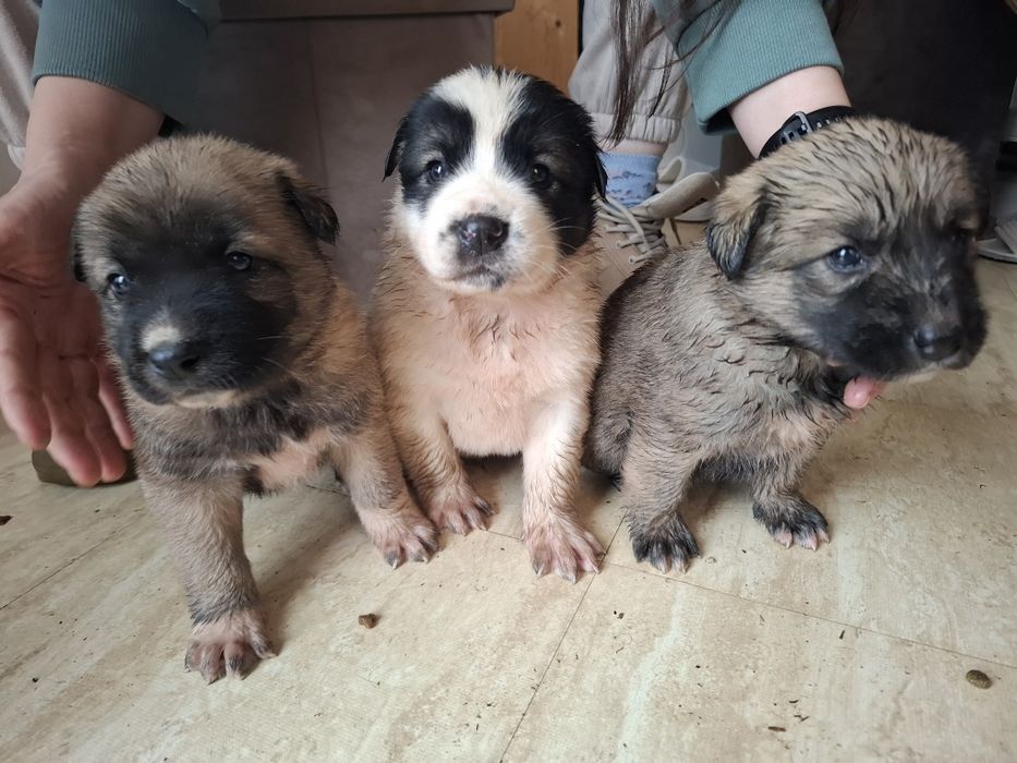 Catelusi puiuti, blanosi, pufosi si jucausi