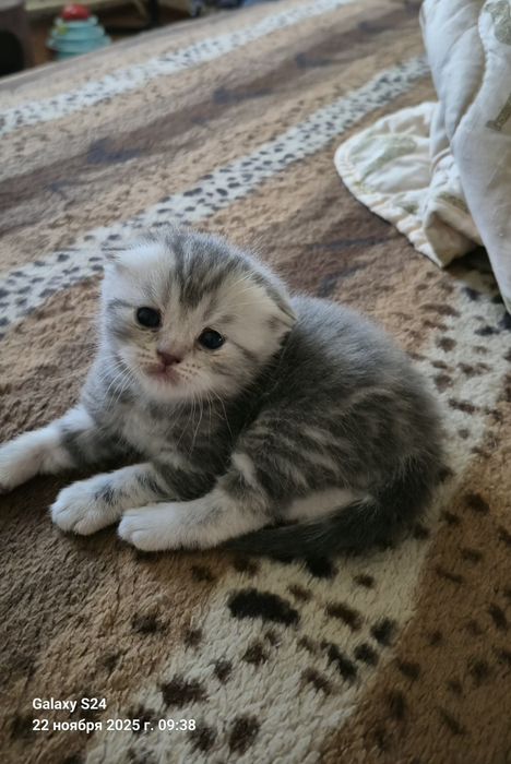 Бронирование котят