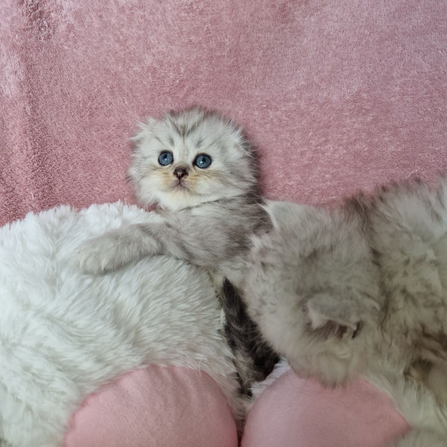 Родословни шотландски котенца