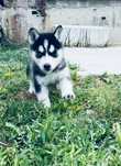 Husky  siberian pui