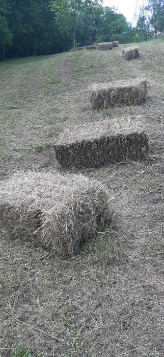 Baloti de fan de anu asta